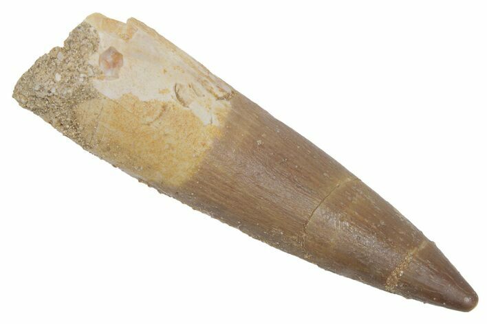 Fossil Plesiosaur (Zarafasaura) Tooth - Morocco #215828
